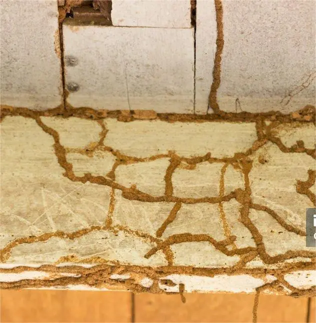 Irving termite damage