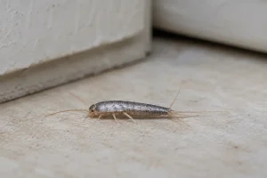 silverfish control Irving tx